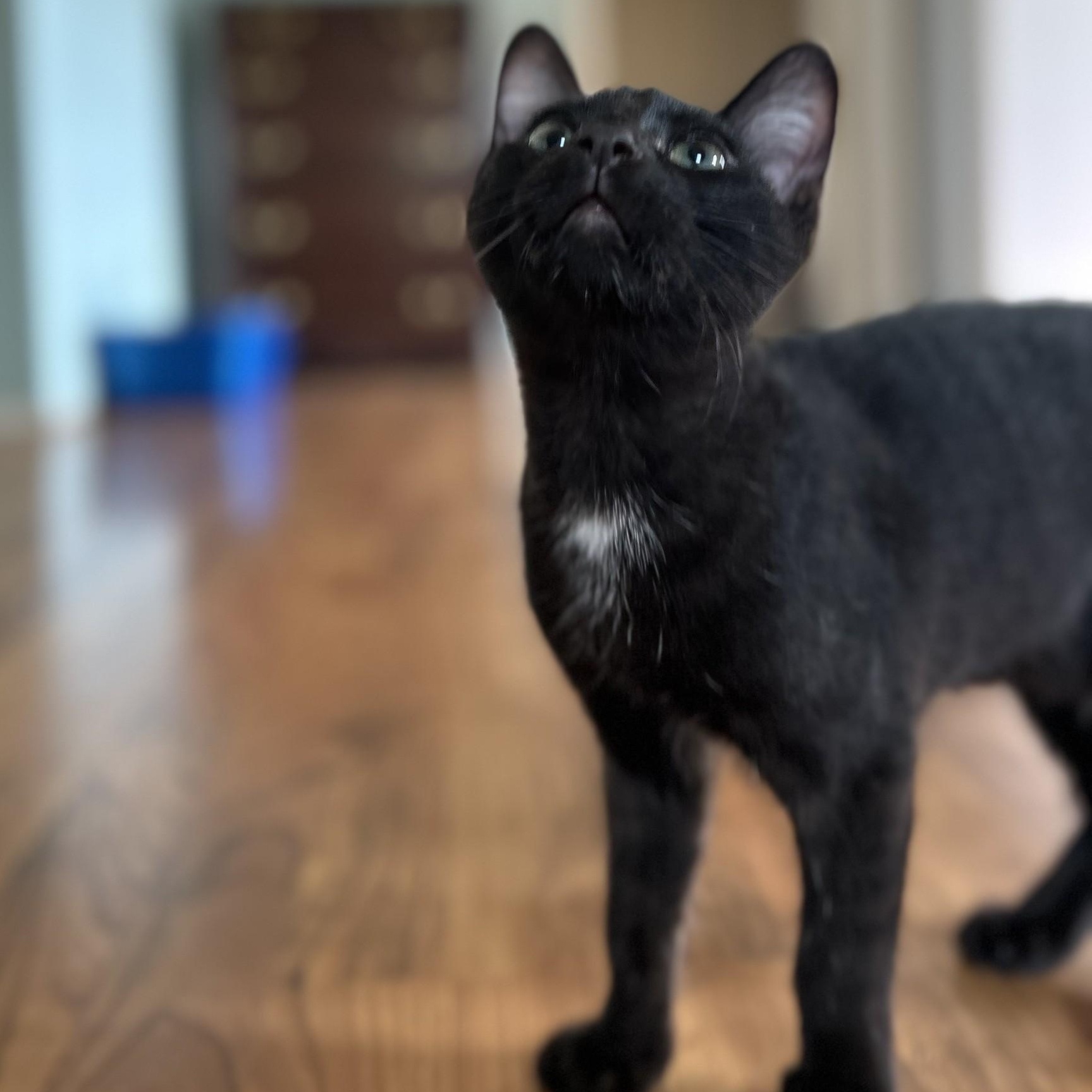 Uncle Fester, Adoptable, Kitten Male Domestic Short Hair.