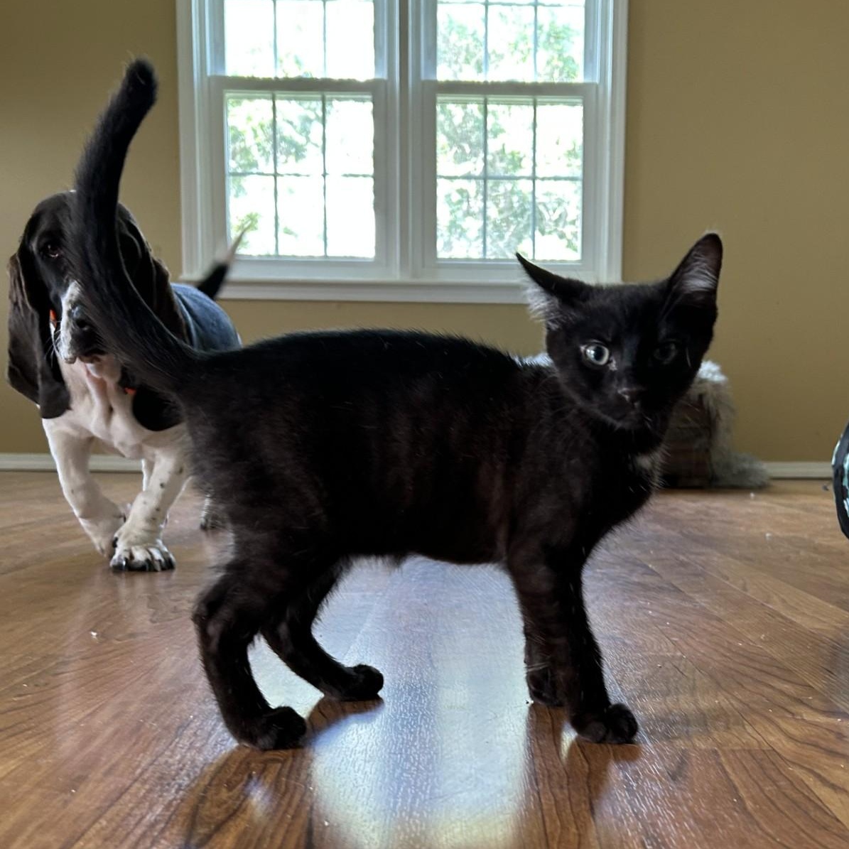 Uncle Fester, a Adoptable Domestic Short Hair in Springdale, AR image 2/3