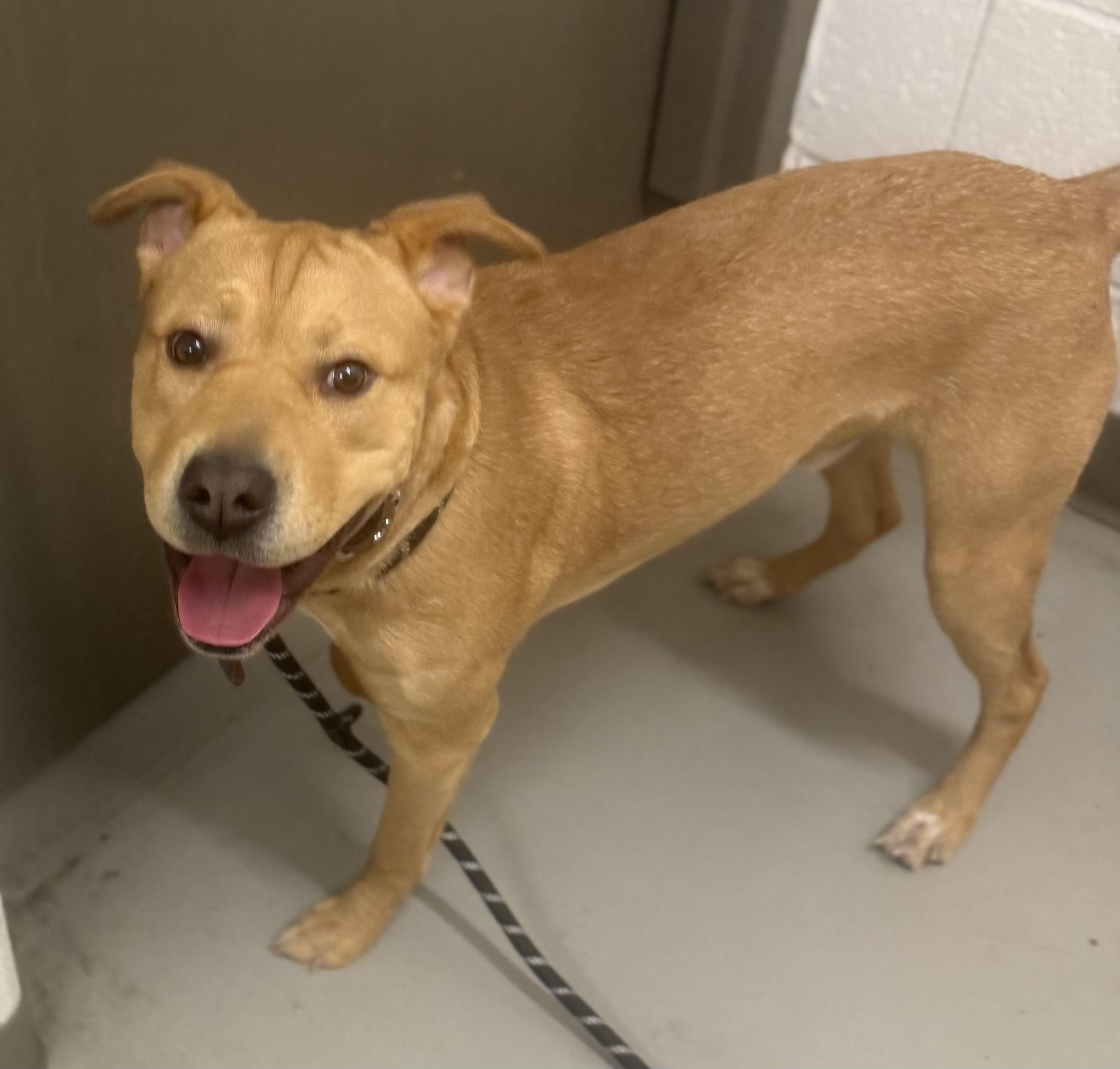 Enlarge Nagito AVAILABLE , a ADOPTABLE mixed breed in Canton, OH image 3/3