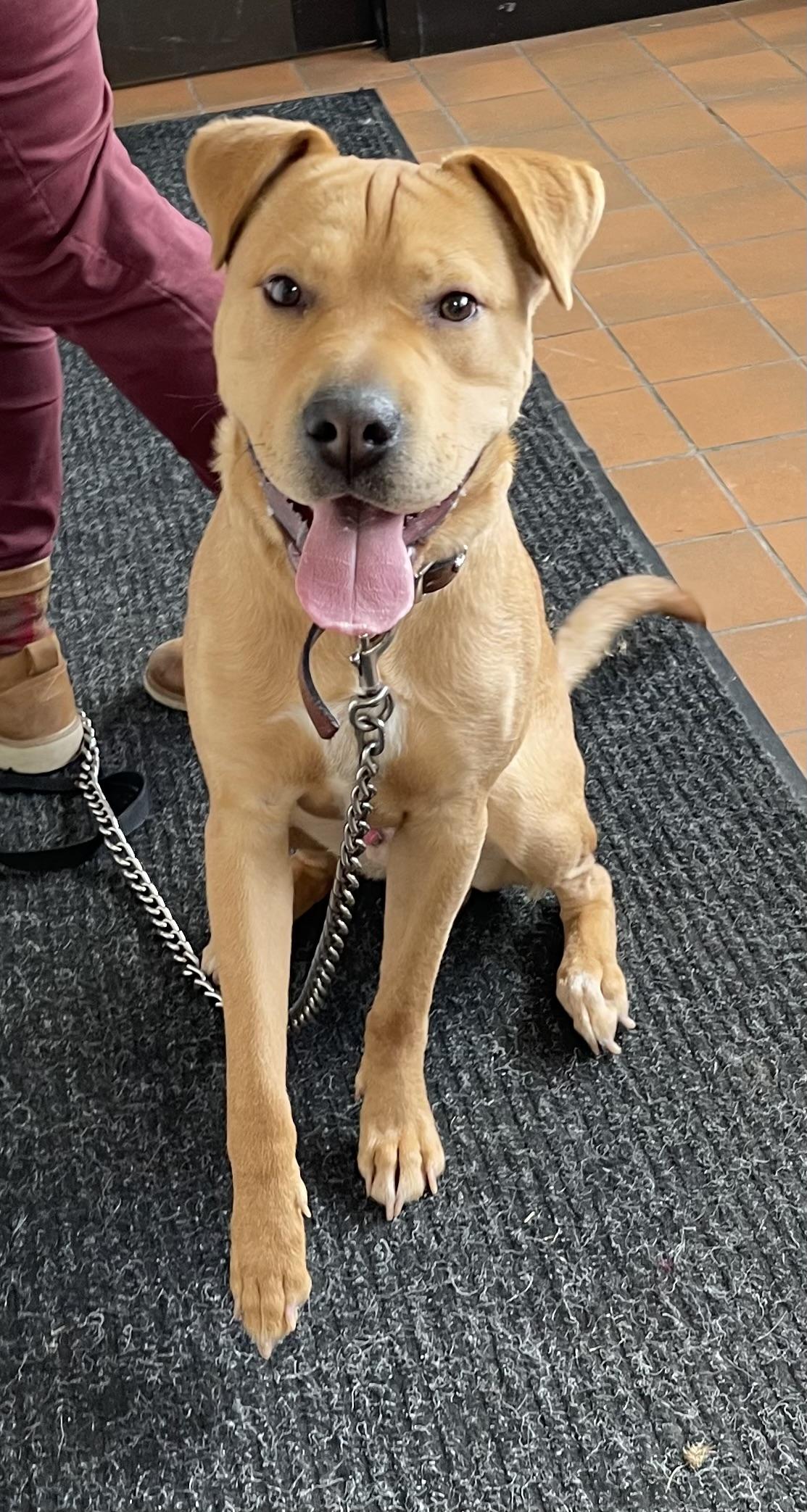 Enlarge Nagito AVAILABLE , a ADOPTABLE mixed breed in Canton, OH image 2/3