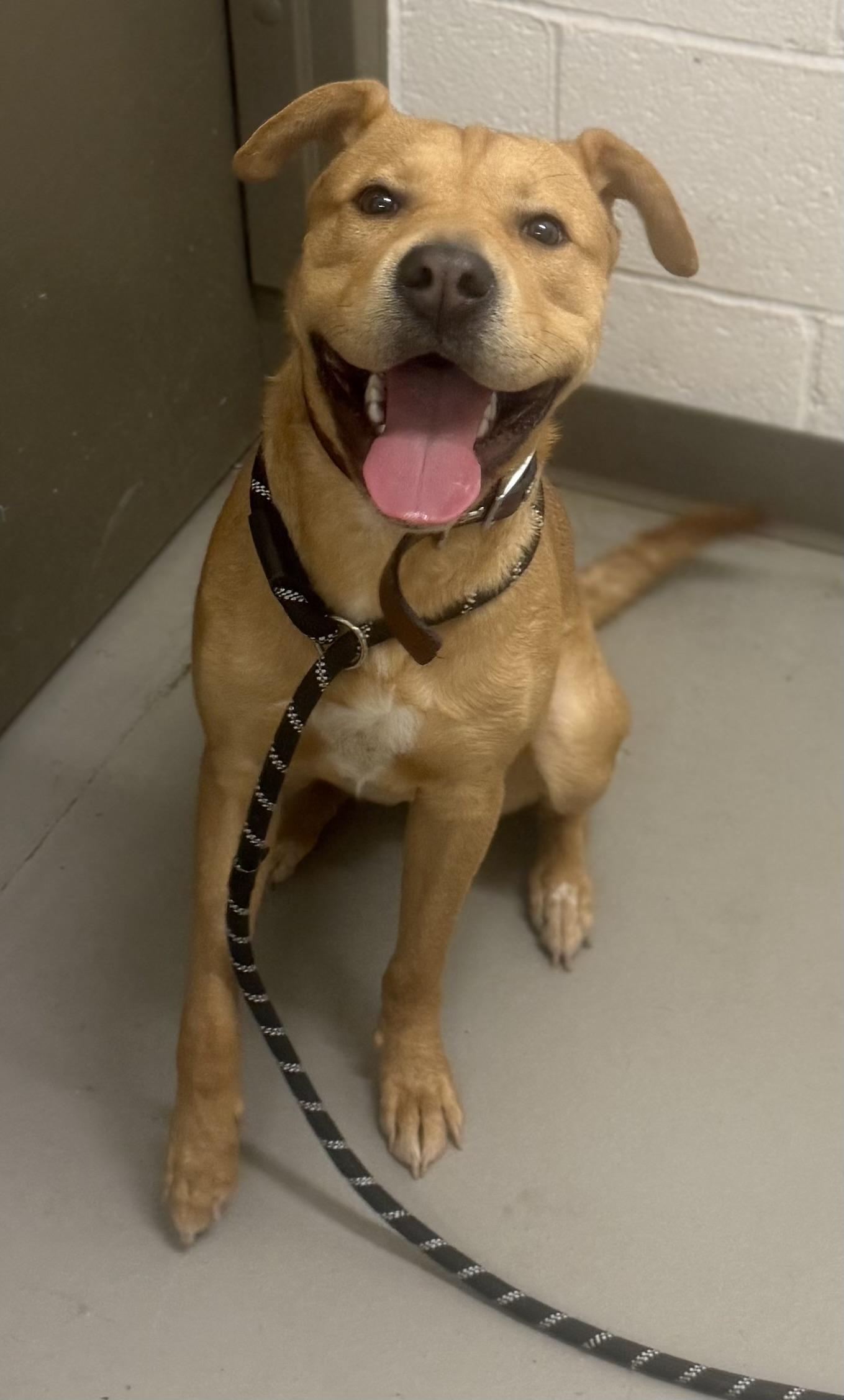 Enlarge Nagito AVAILABLE , a ADOPTABLE mixed breed in Canton, OH image 1/3