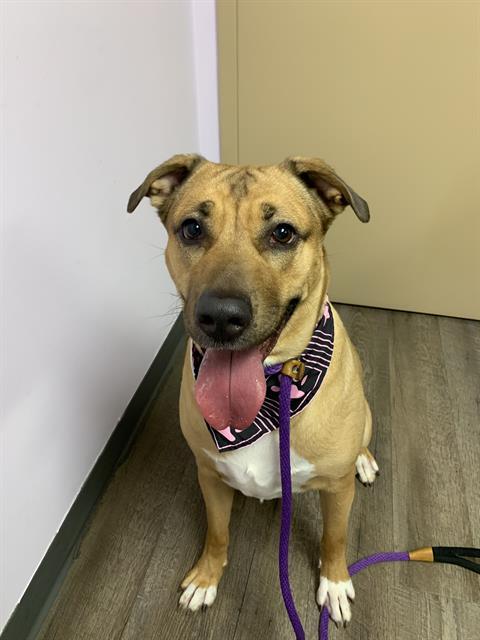 SHIRAZ, Adoptable, Young Female German Shepherd Dog & Labrador Retriever.