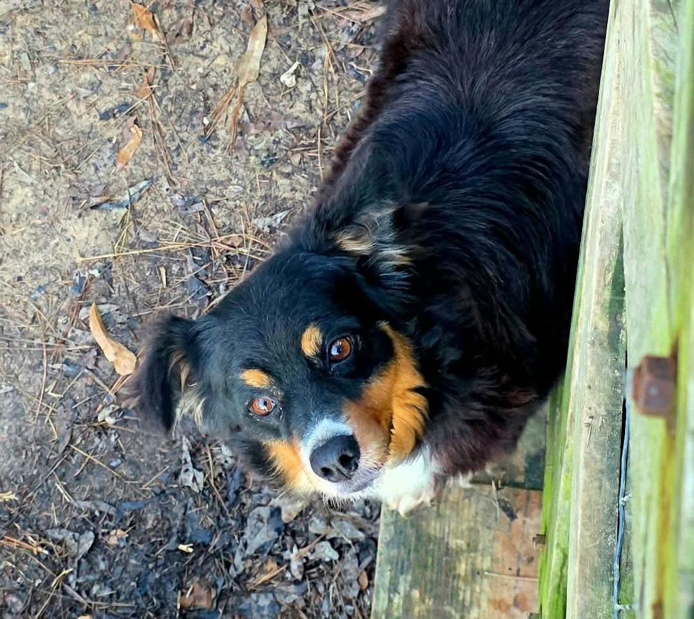 Enlarge Mariah, a Adopted Australian Shepherd in Syracuse, NY image 1/6