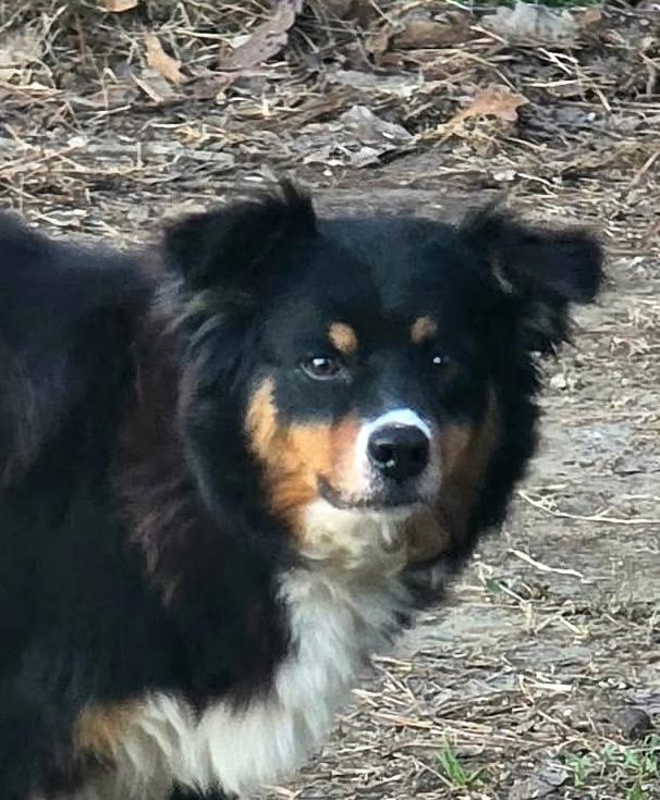 Enlarge Mariah, a Adopted Australian Shepherd in Syracuse, NY image 2/6