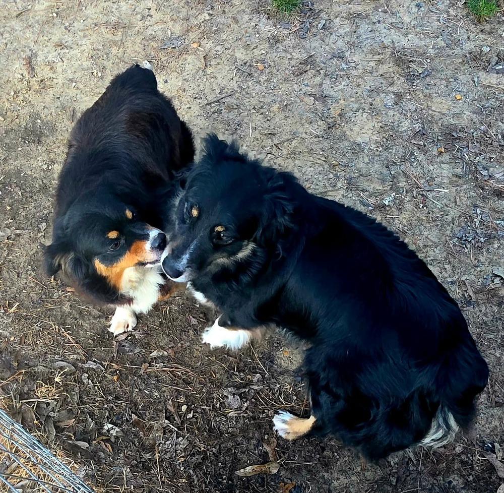 Enlarge Mariah, a Adopted Australian Shepherd in Syracuse, NY image 3/6