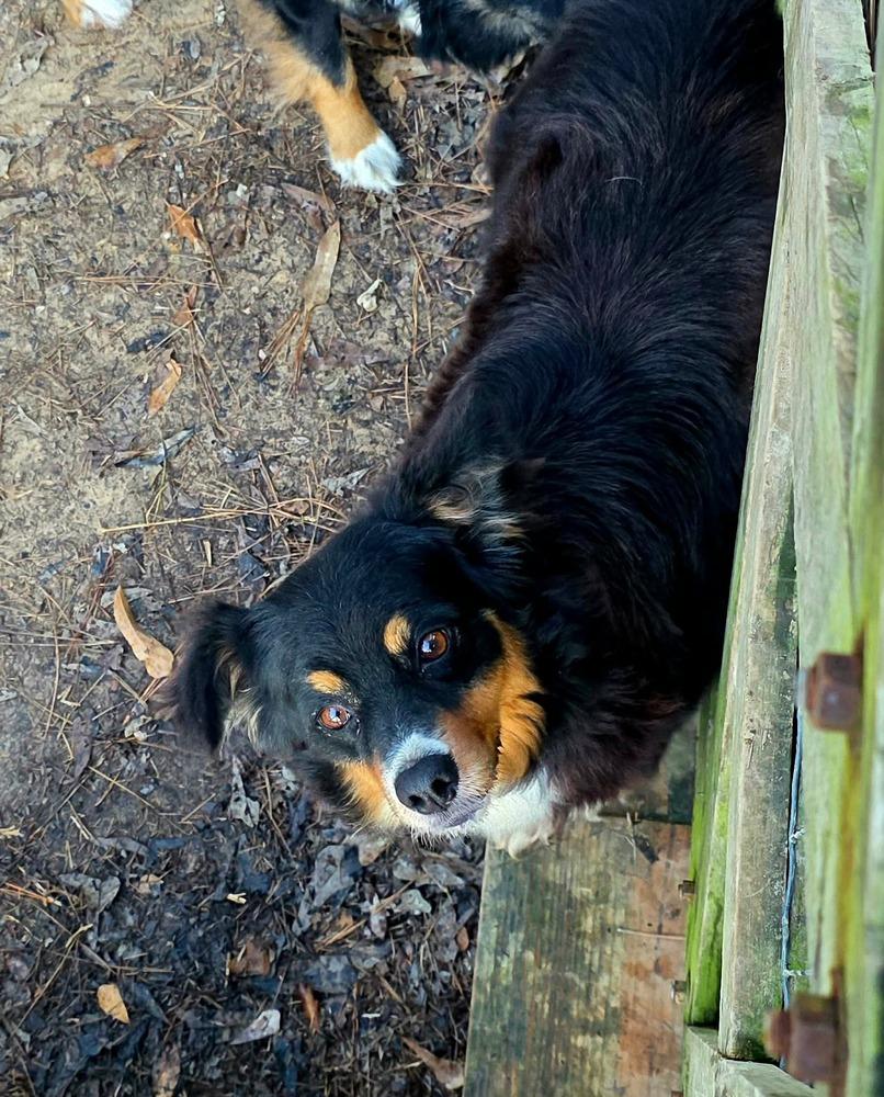 Enlarge Mariah, a Adopted Australian Shepherd in Syracuse, NY image 4/6