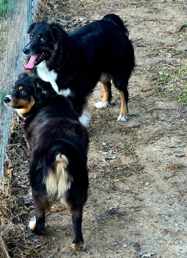 Enlarge Mariah, a Adopted Australian Shepherd in Syracuse, NY image 5/6