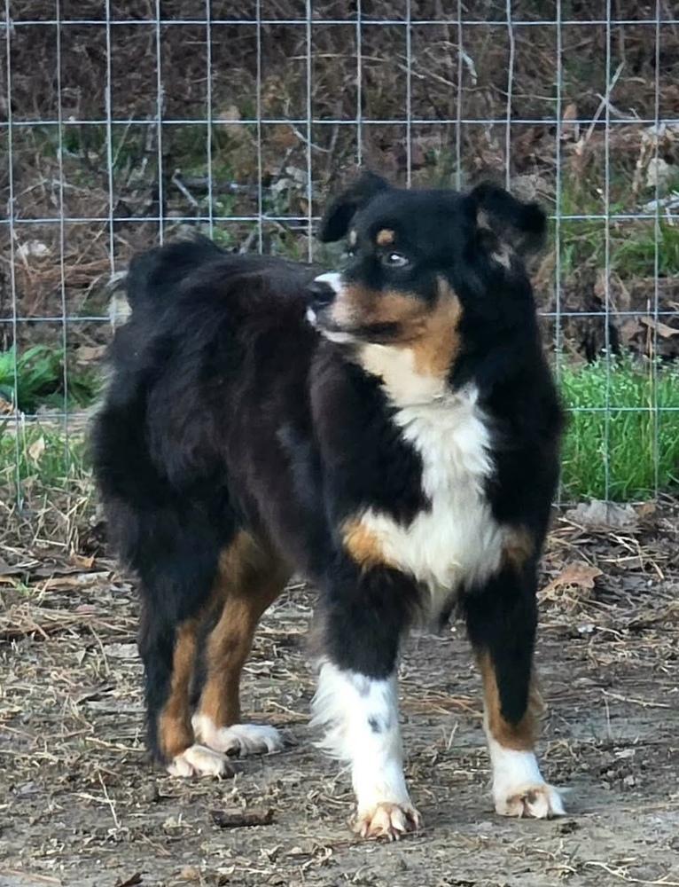 Enlarge Mariah, a Adopted Australian Shepherd in Syracuse, NY image 6/6