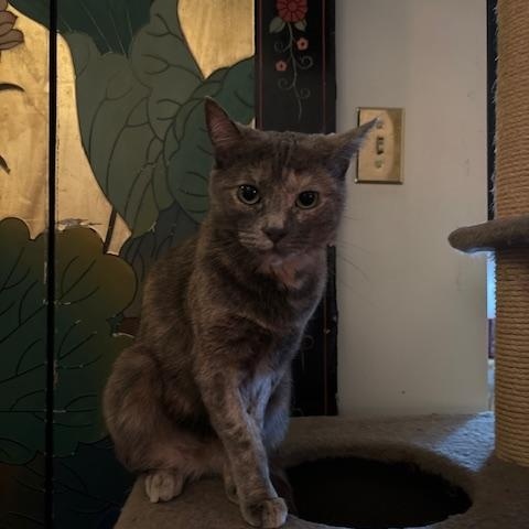 Lily - ADOPTION BY DONATION, an adoptable Domestic Short Hair in BURNABY, BC, V3J 1N3 | Photo Image 1