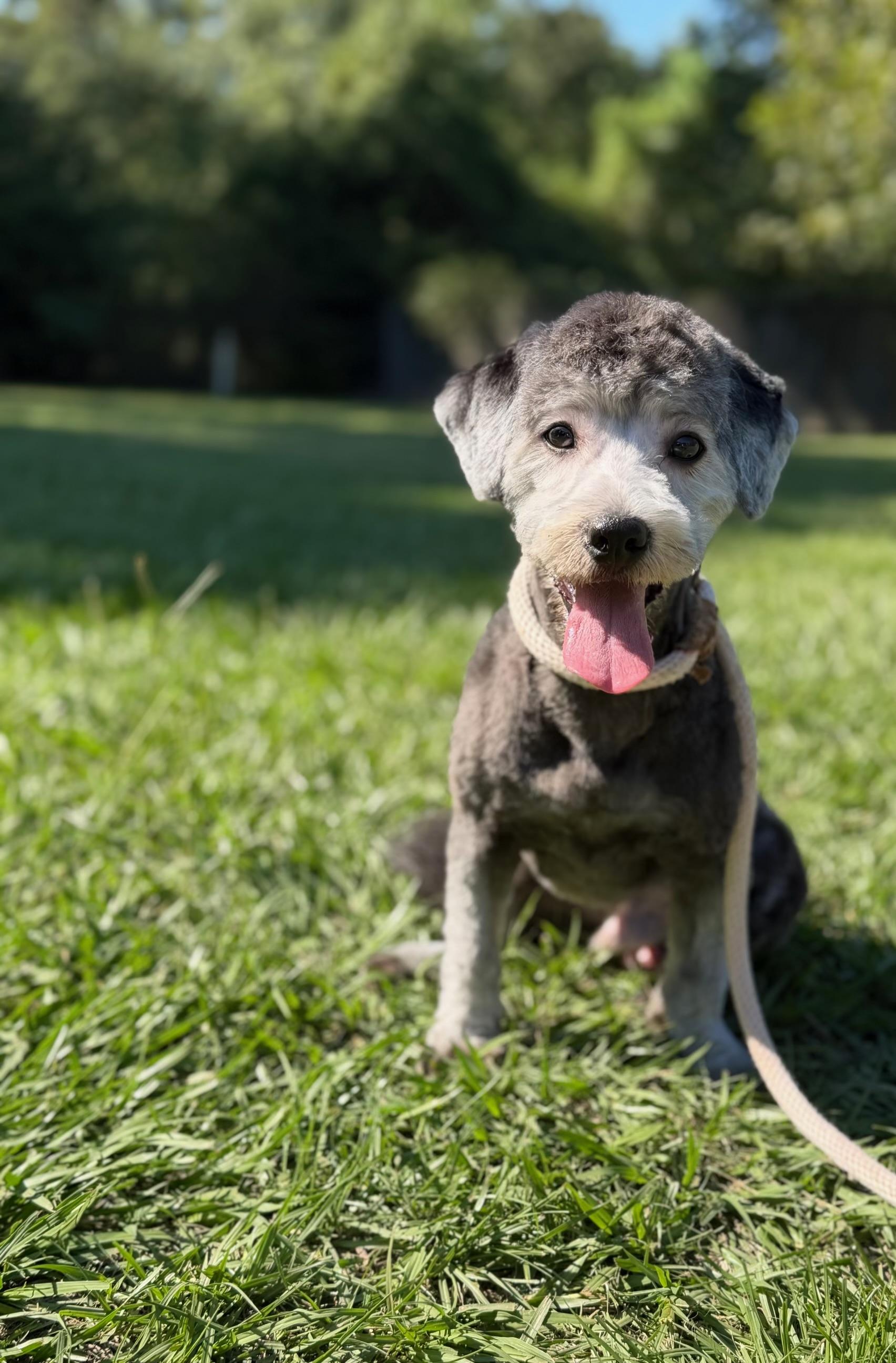 Enlarge Charlie, a Adoptable mixed breed in Austin, TX image 3/3