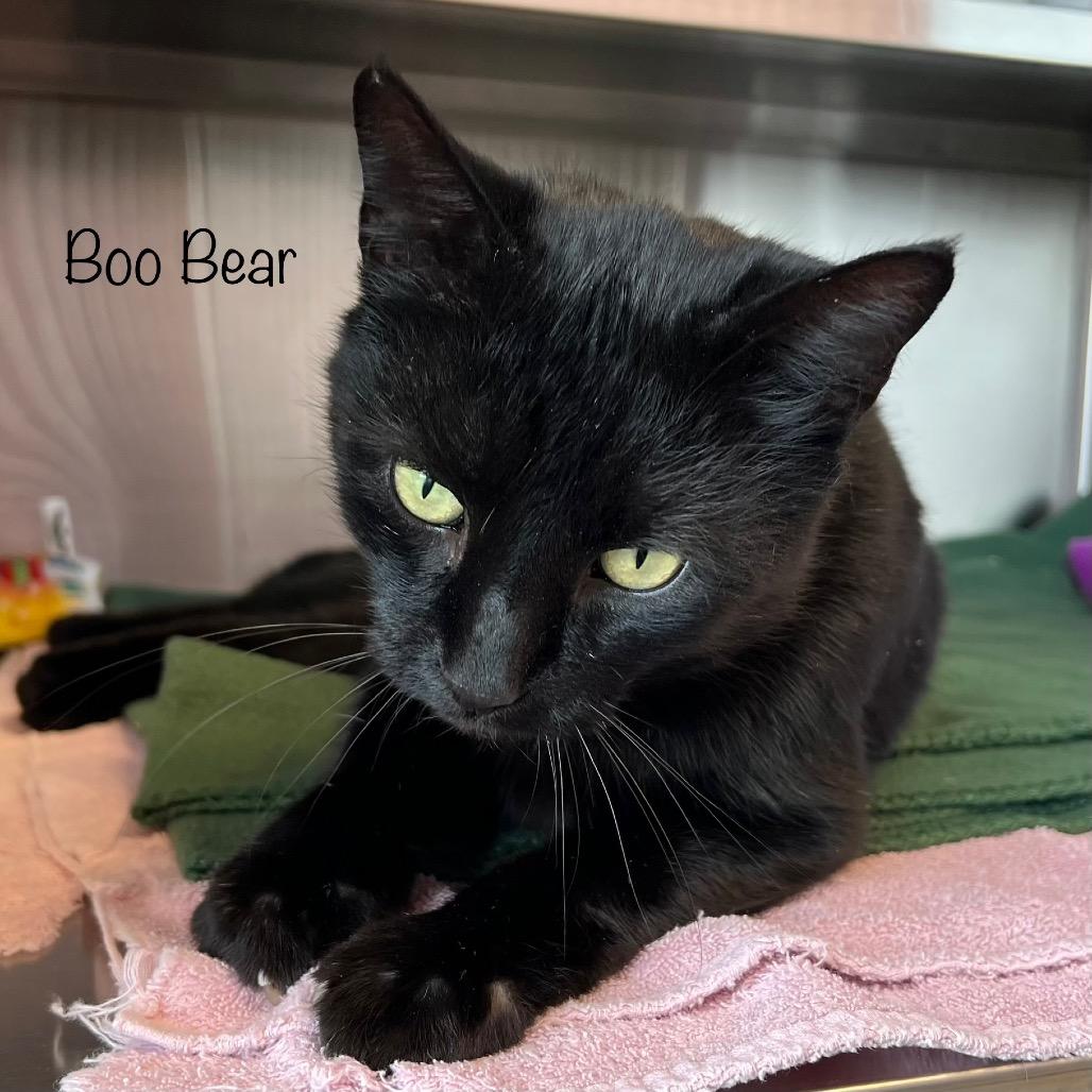 Boo Bear, Adoptable, Adult Male Domestic Short Hair & Domestic Short Hair.