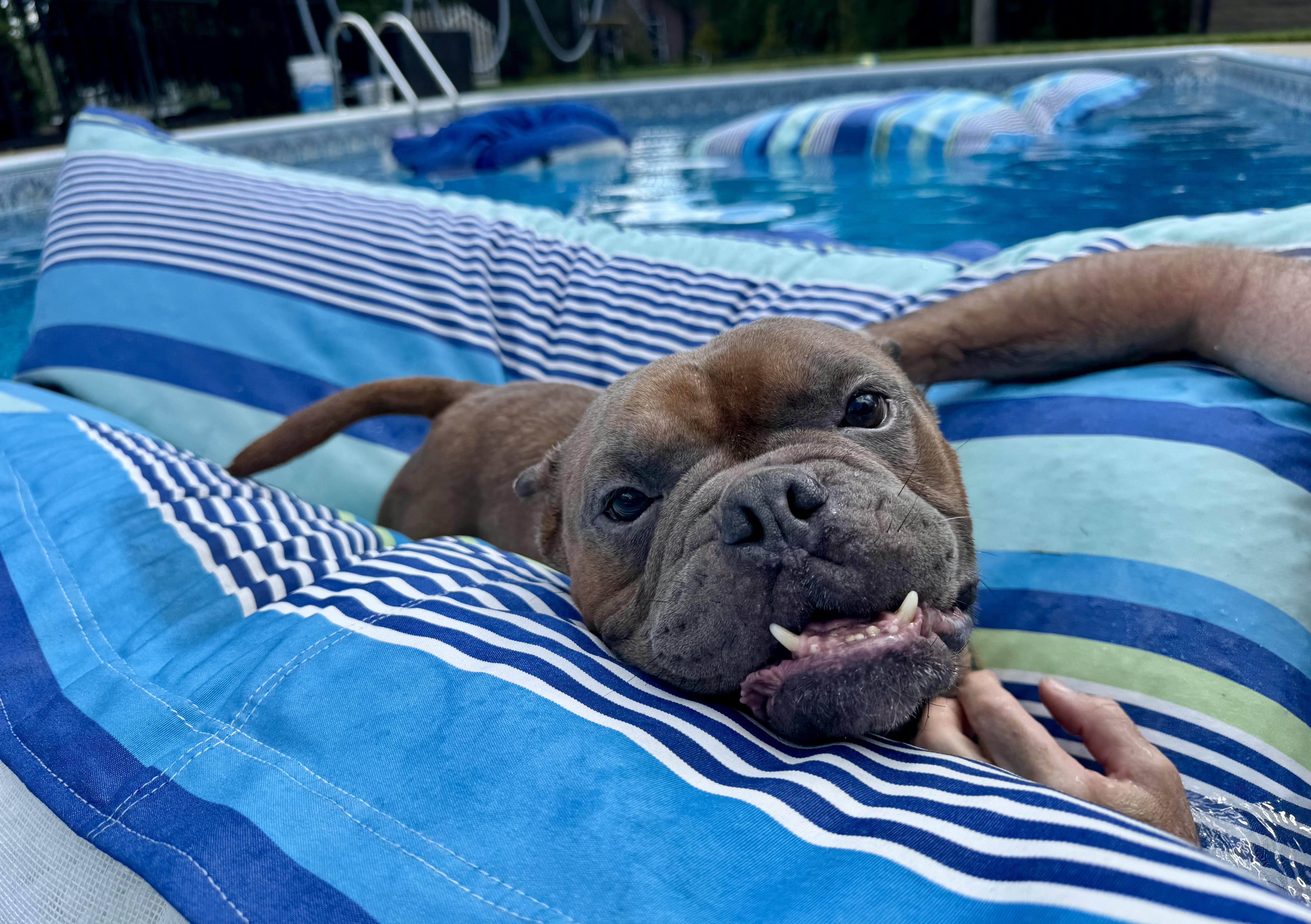 Harry, a ADOPTABLE mixed breed in Providence, RI image 4/4