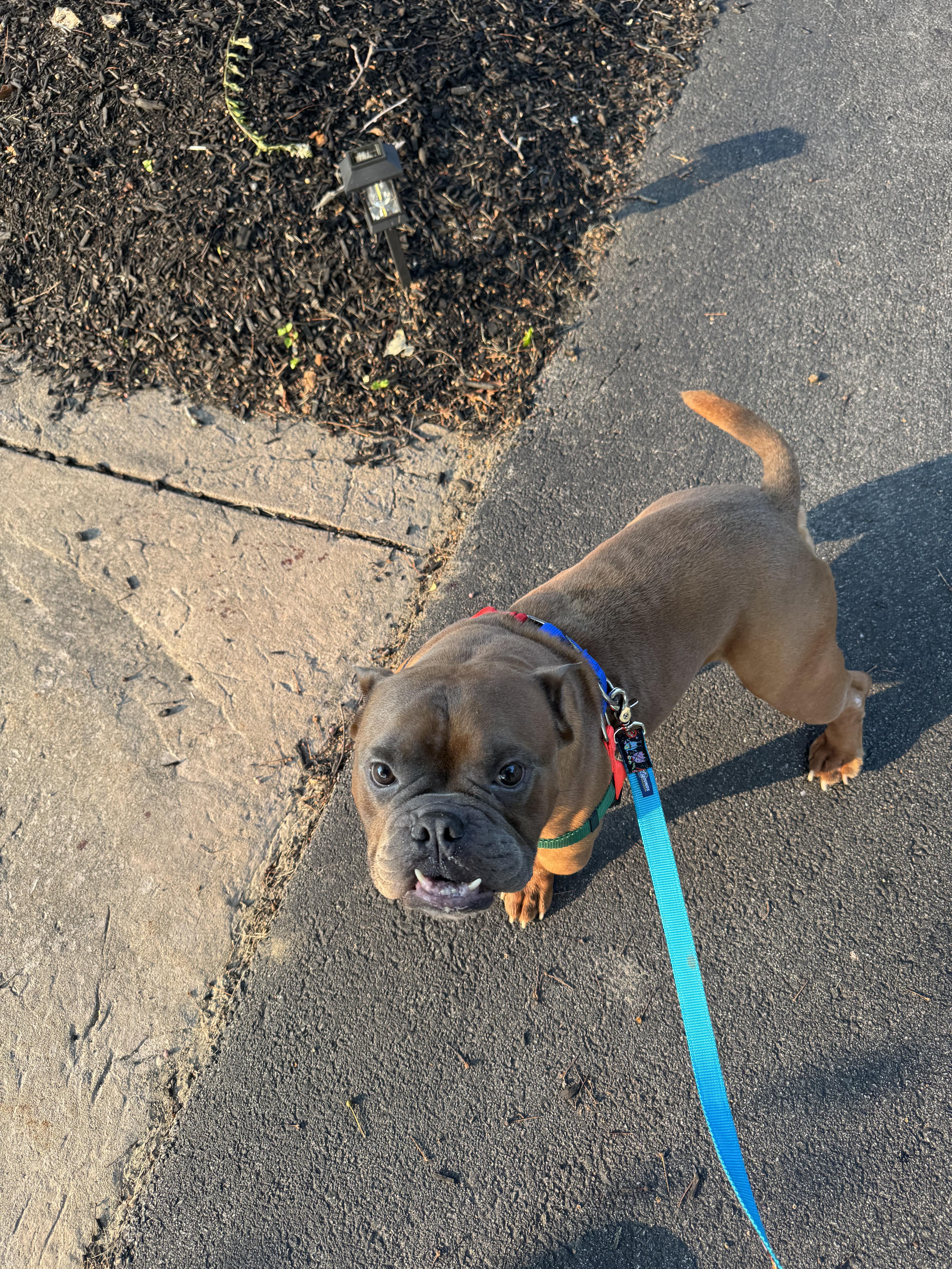 Harry, a ADOPTABLE mixed breed in Providence, RI image 3/4