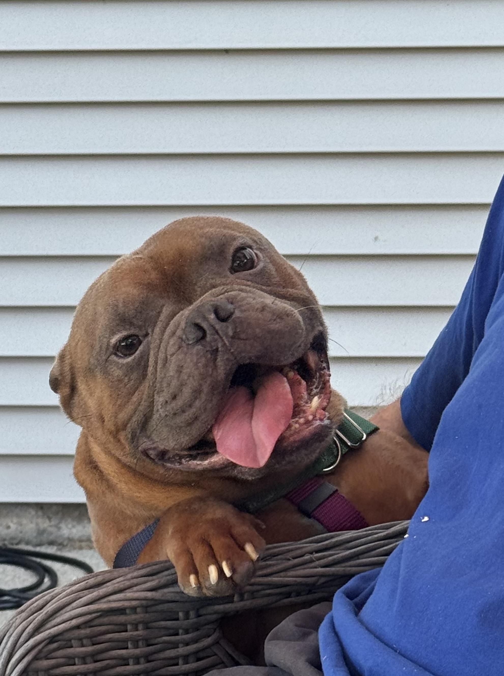 Harry, ADOPTABLE, Adult Male Pit Bull Terrier.