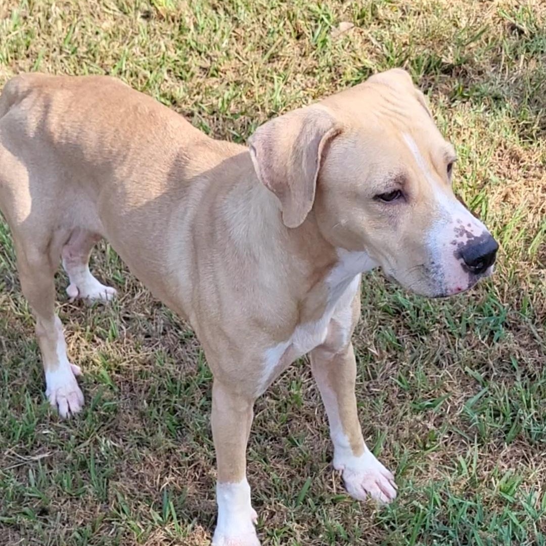 Blondie, ADOPTABLE, Adult Female Yellow Labrador Retriever.