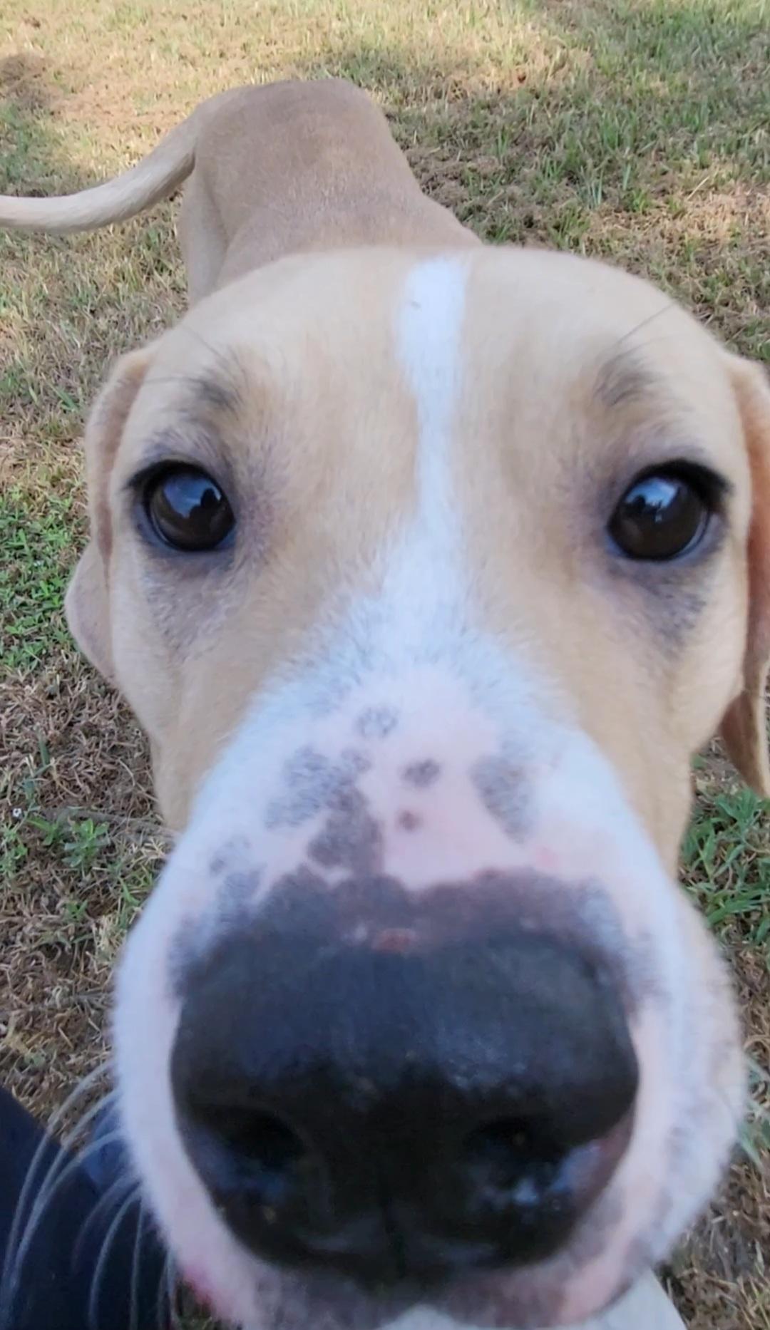 Blondie, a ADOPTABLE mixed breed in Rockdale, TX image 2/2