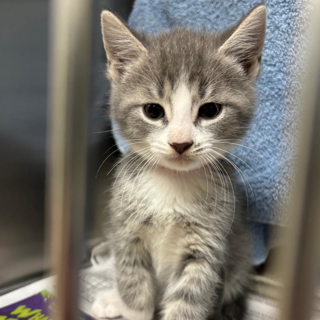 Enlarge Alvin, a Adoptable Domestic Short Hair in Roxboro, NC image 1/2