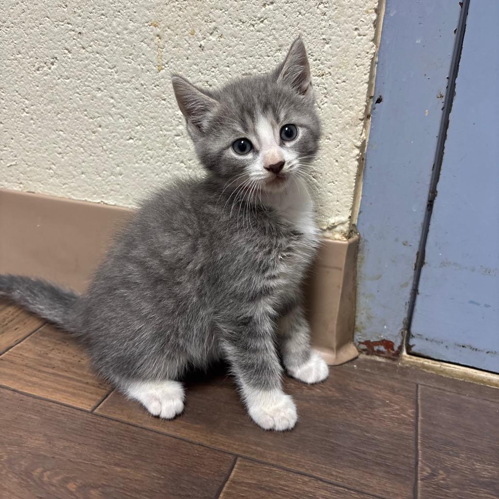 Enlarge Alvin, a Adoptable Domestic Short Hair in Roxboro, NC image 2/2