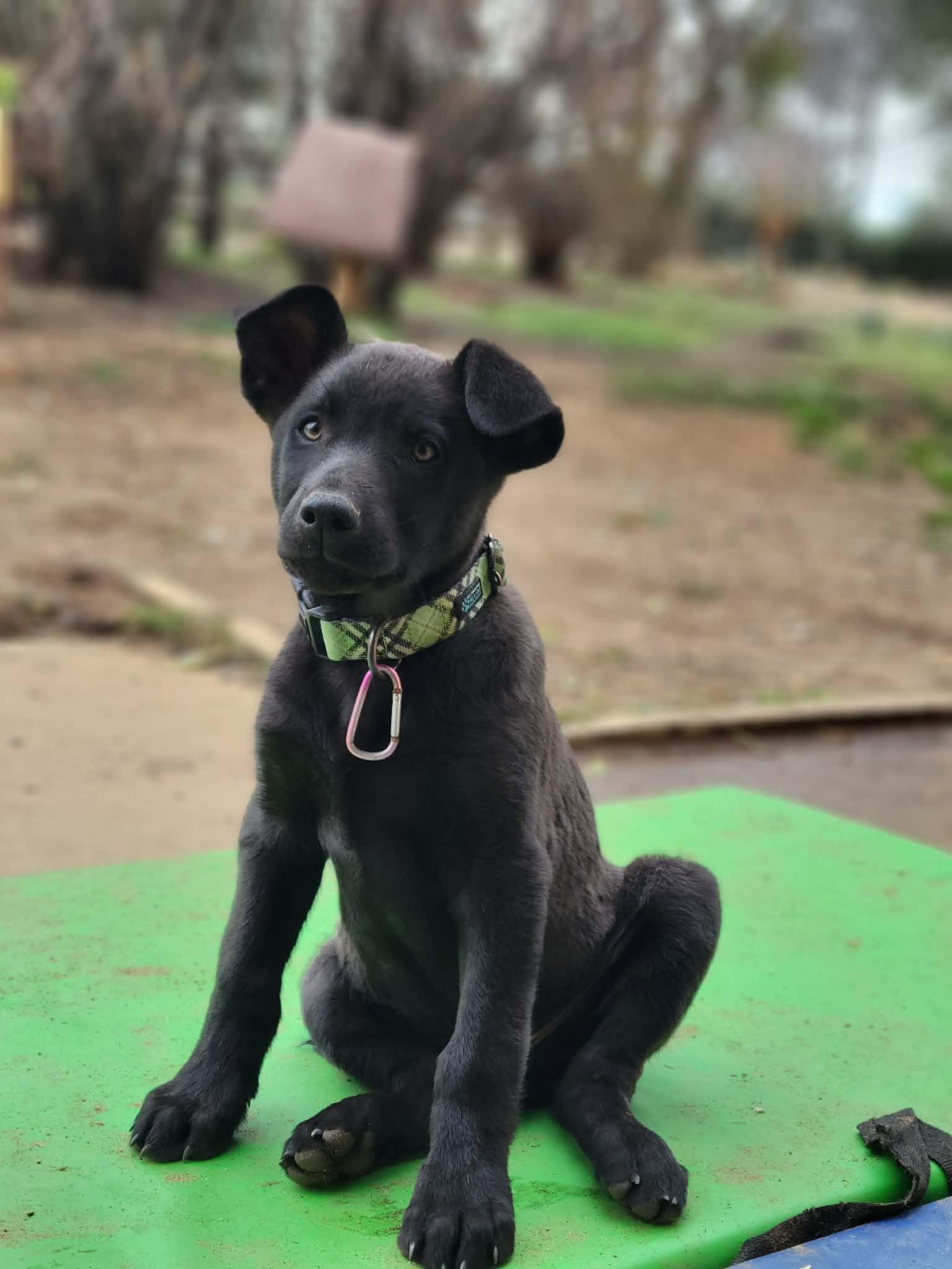 Enlarge Croissant, an adoptable mixed breed in Temecula, CA image 4/4