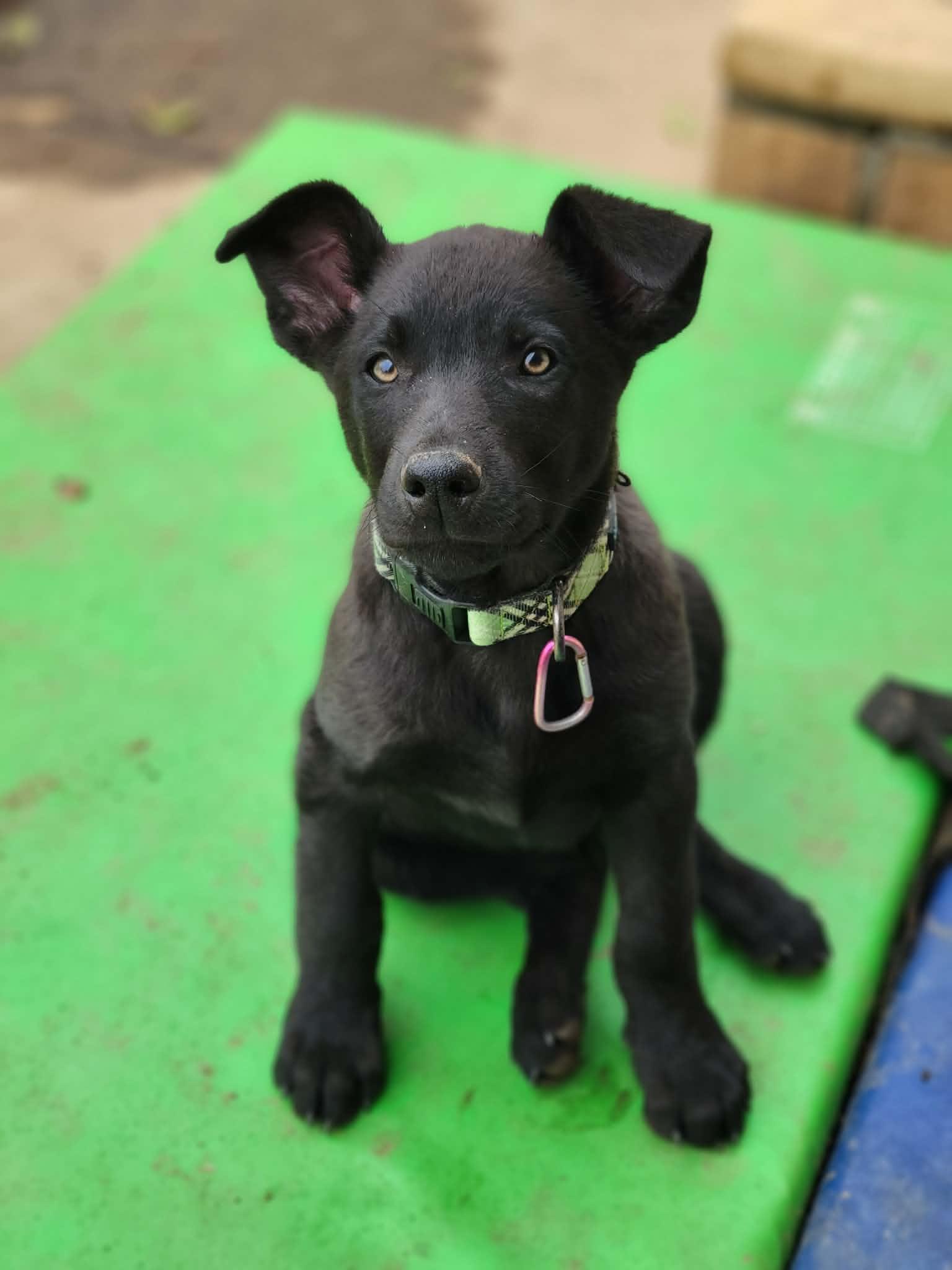 Enlarge Croissant, an adoptable mixed breed in Temecula, CA image 1/4