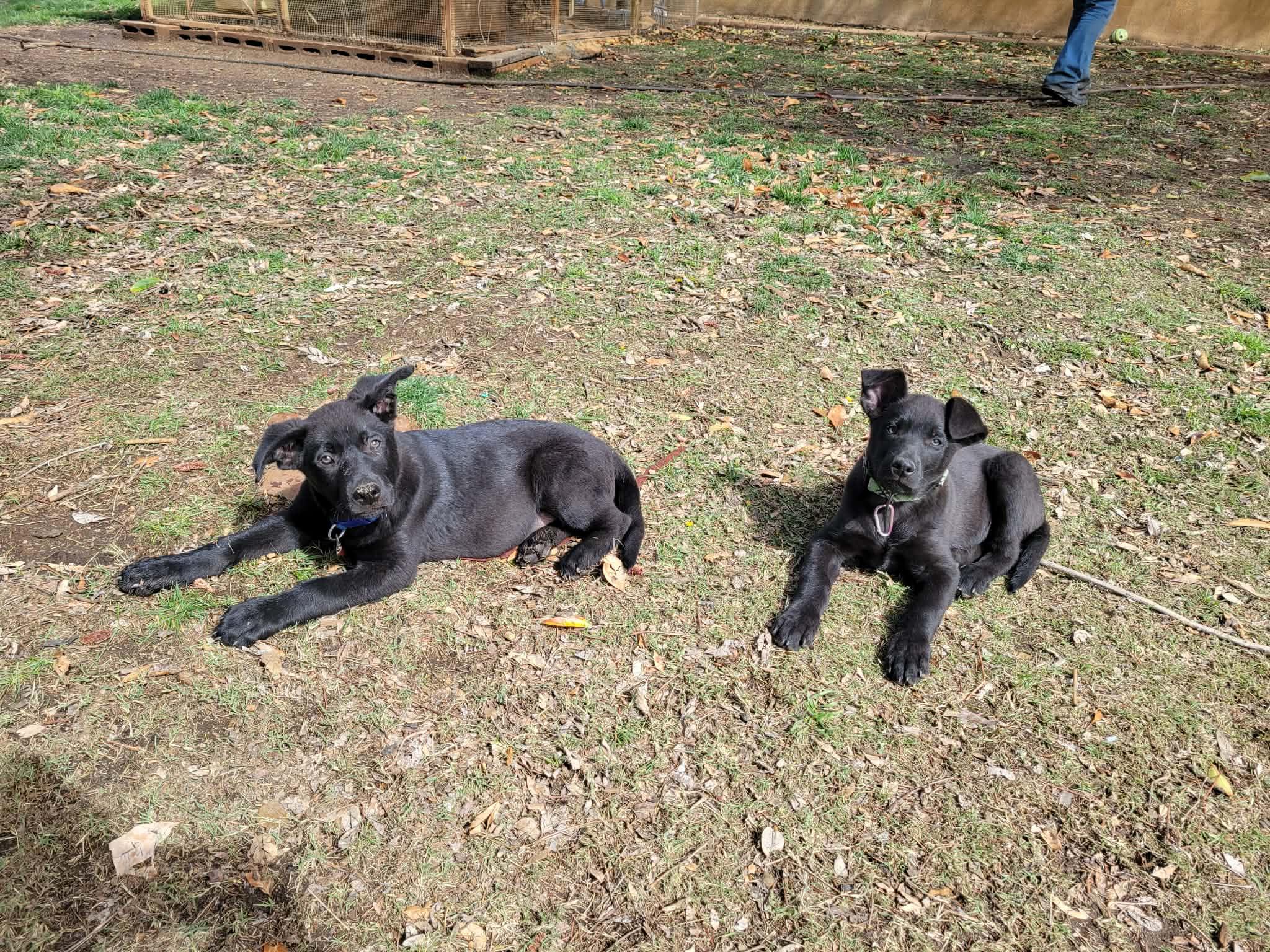 Enlarge Croissant, an adoptable mixed breed in Temecula, CA image 3/4