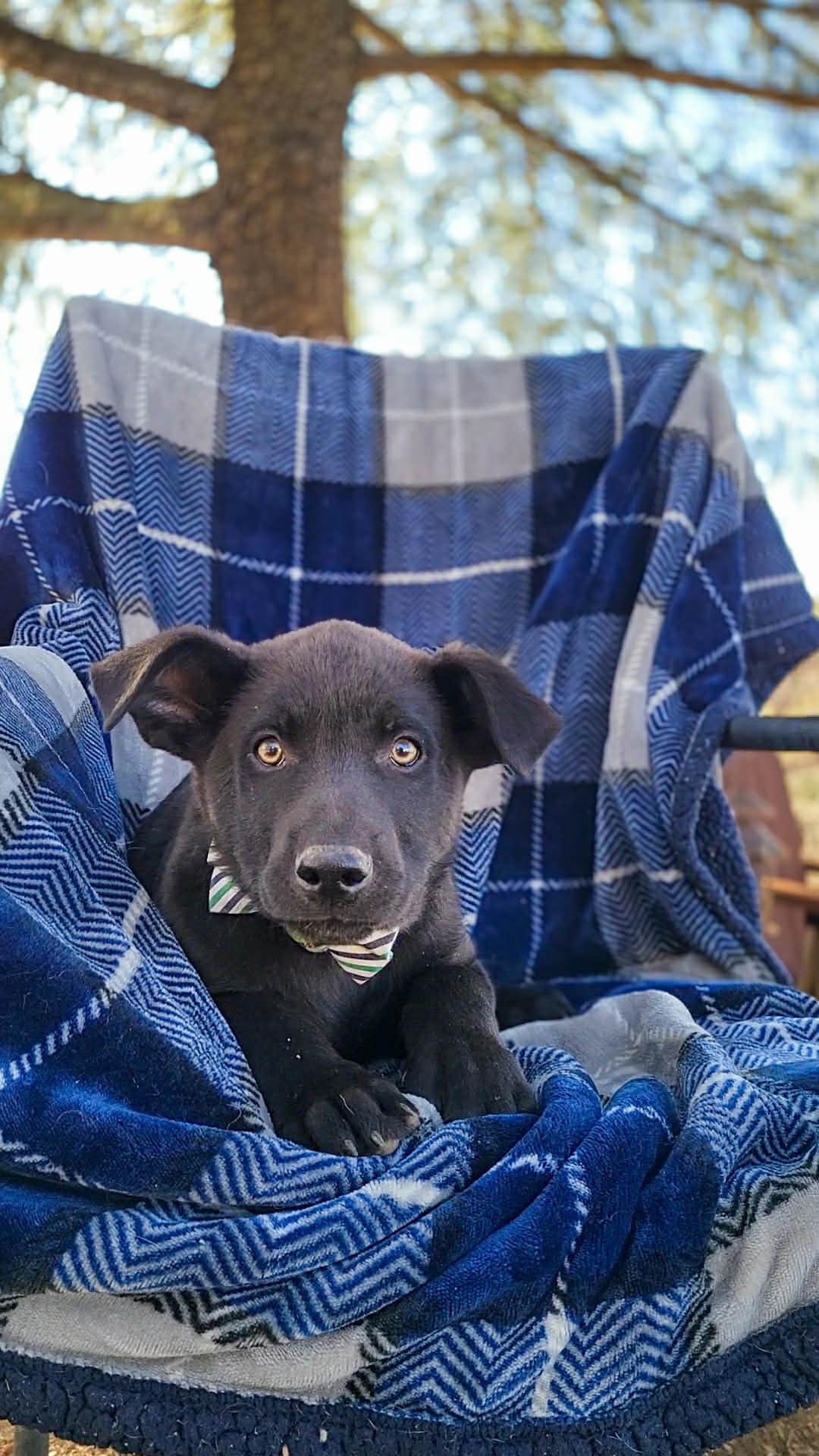 Enlarge Croissant, an adoptable mixed breed in Temecula, CA image 2/4