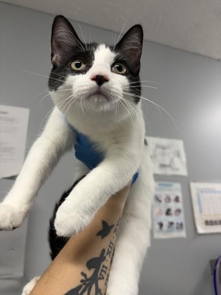 Hyuluna, Adoptable, Young Female Domestic Short Hair.