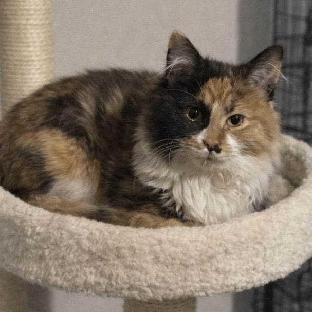 Enlarge Layla , an adopted mixed breed in Andover, MN image 2/4