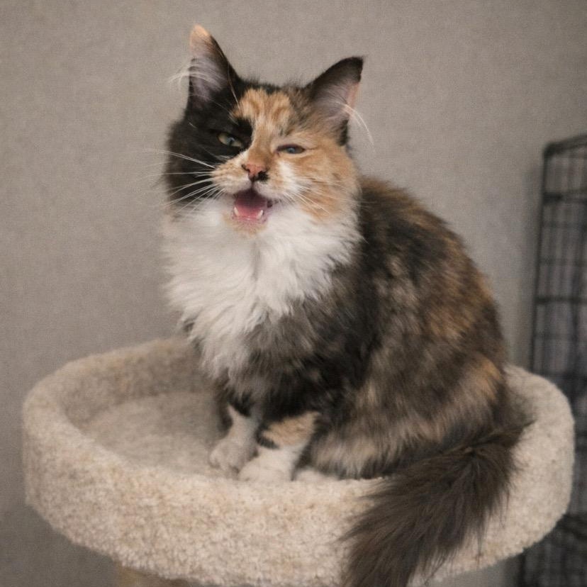 Enlarge Layla , an adopted mixed breed in Andover, MN image 3/4