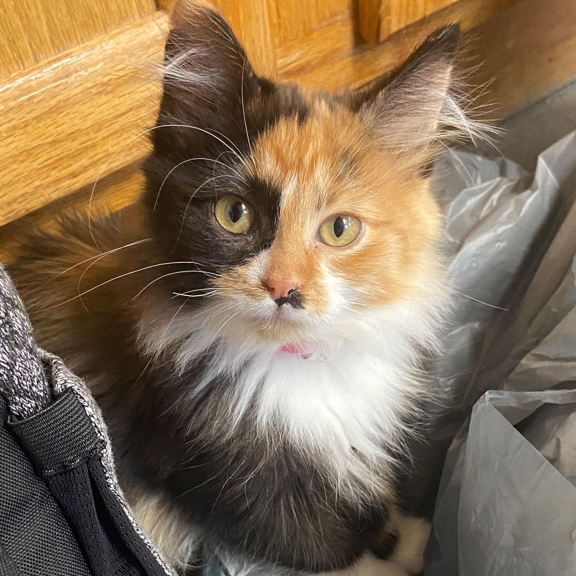 Enlarge Layla , an adopted mixed breed in Andover, MN image 4/4