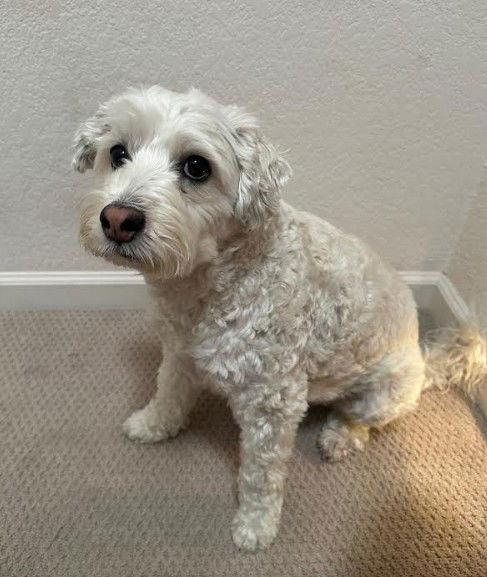 Herman, Adoptable, Adult Male Poodle.