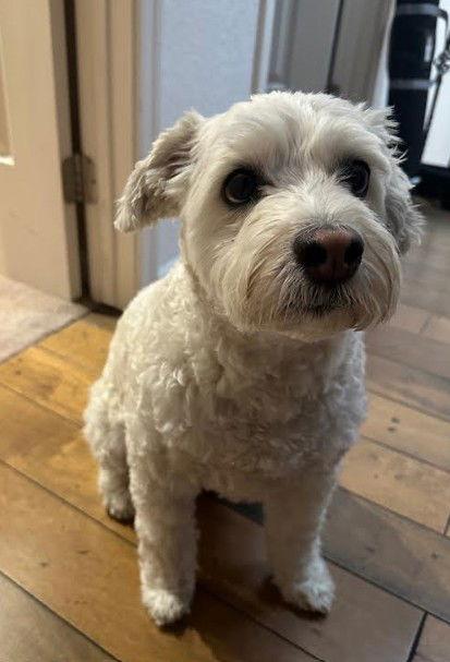 Enlarge Herman, a Adoptable Poodle in San Diego, CA image 2/3