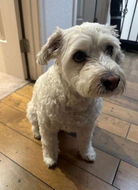 Enlarge Herman, a Adoptable Poodle in San Diego, CA image 3/3