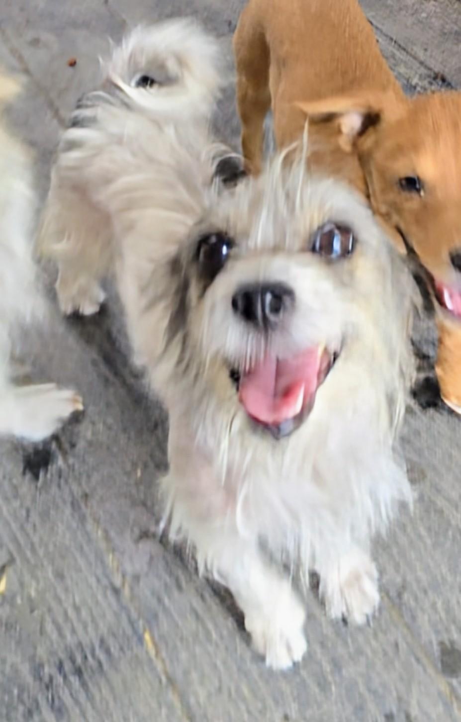 Enlarge Roxy, a ADOPTABLE mixed breed in Saint David, AZ image 1/2