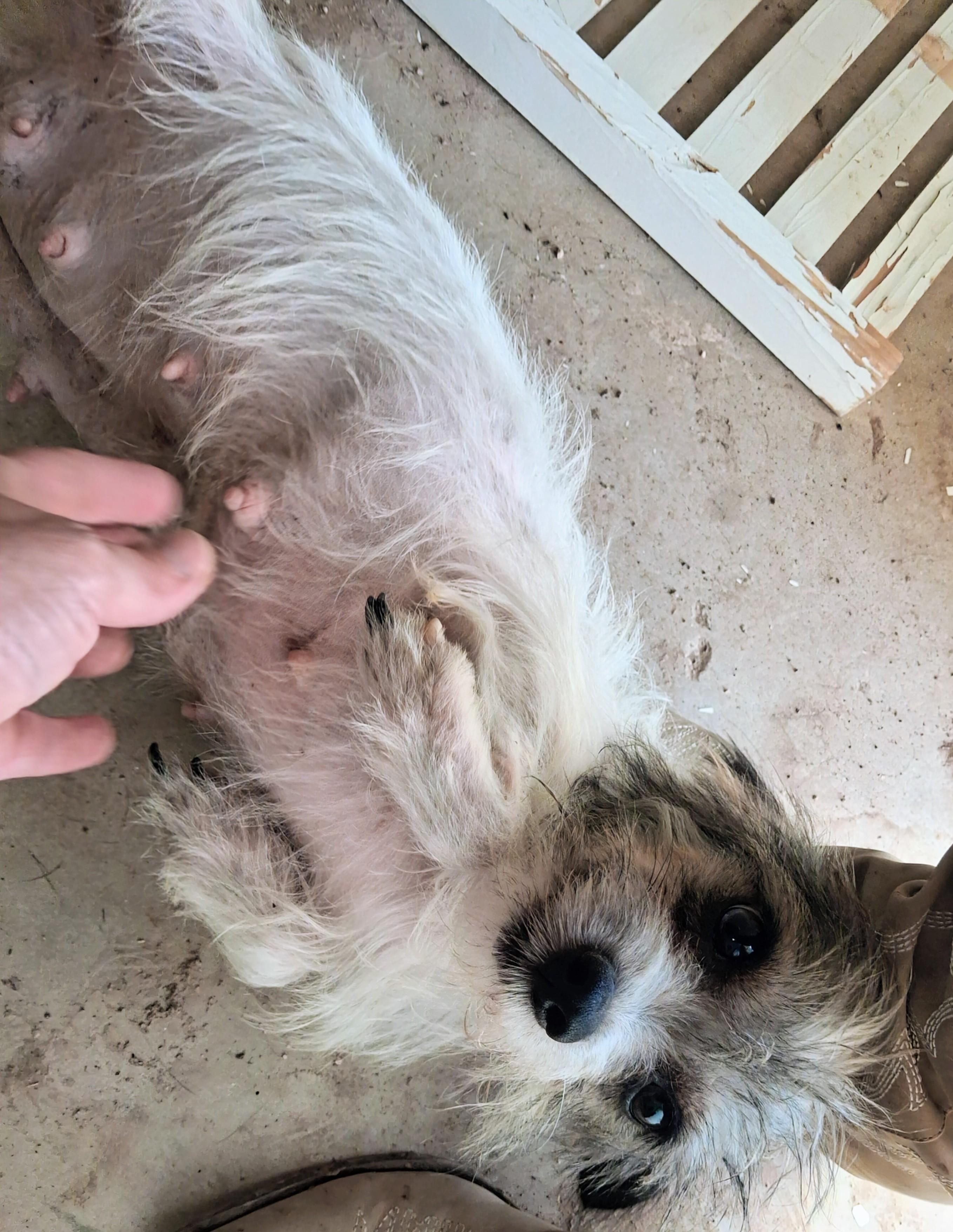 Enlarge Roxy, a ADOPTABLE mixed breed in Saint David, AZ image 2/2