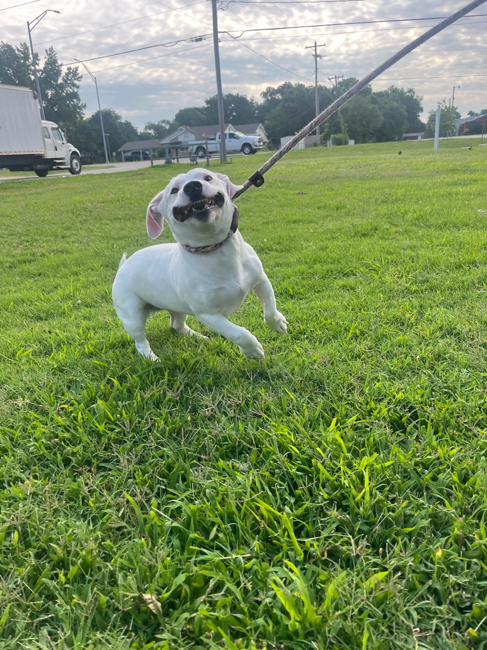Ghost, a Adopted Corgi in Tulsa, OK image 3/3