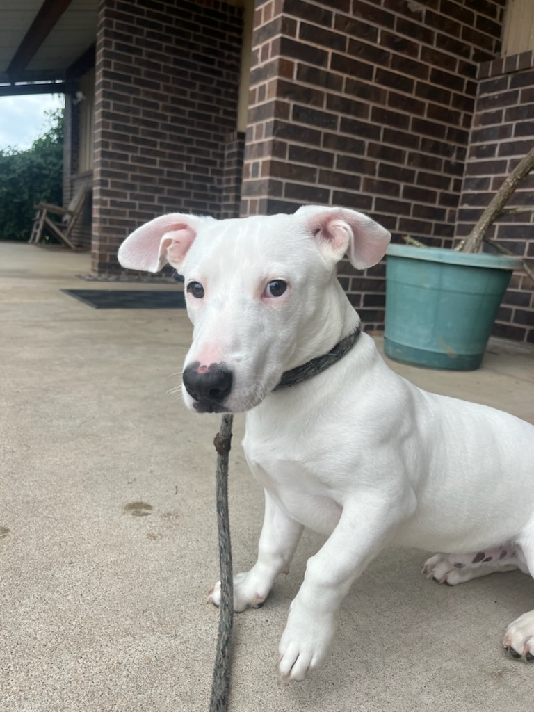 Ghost, a Adopted Corgi in Tulsa, OK image 1/3