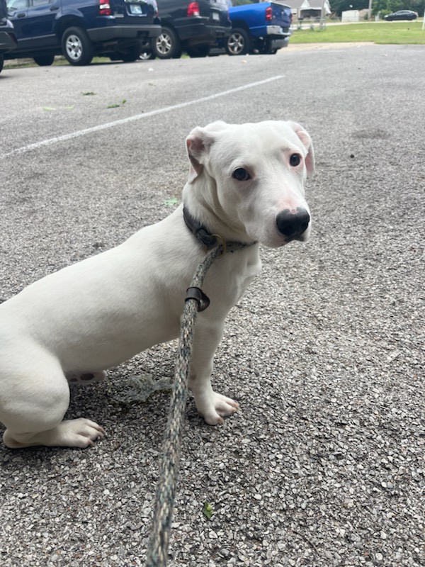Ghost, a Adopted Corgi in Tulsa, OK image 2/3