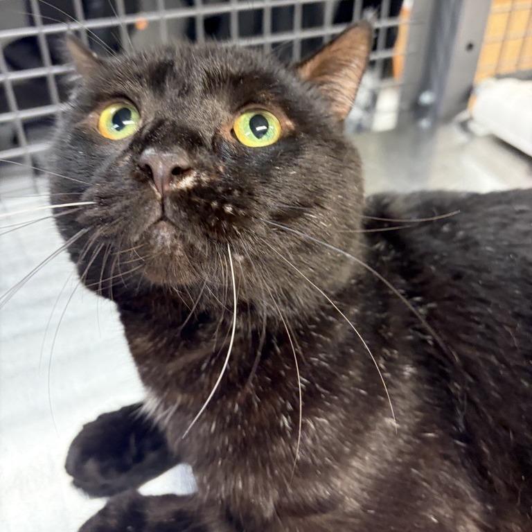Enlarge Shane Hollander, a Adoptable Domestic Short Hair in New York, NY image 1/6