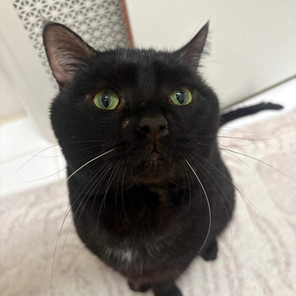 Enlarge Shane Hollander, a Adoptable Domestic Short Hair in New York, NY image 2/6