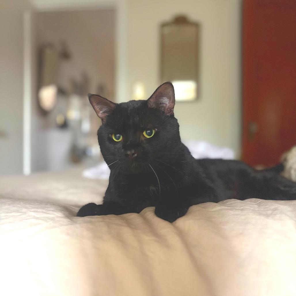 Enlarge Shane Hollander, a Adoptable Domestic Short Hair in New York, NY image 3/6