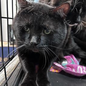 Enlarge Shane Hollander, a Adoptable Domestic Short Hair in New York, NY image 4/6