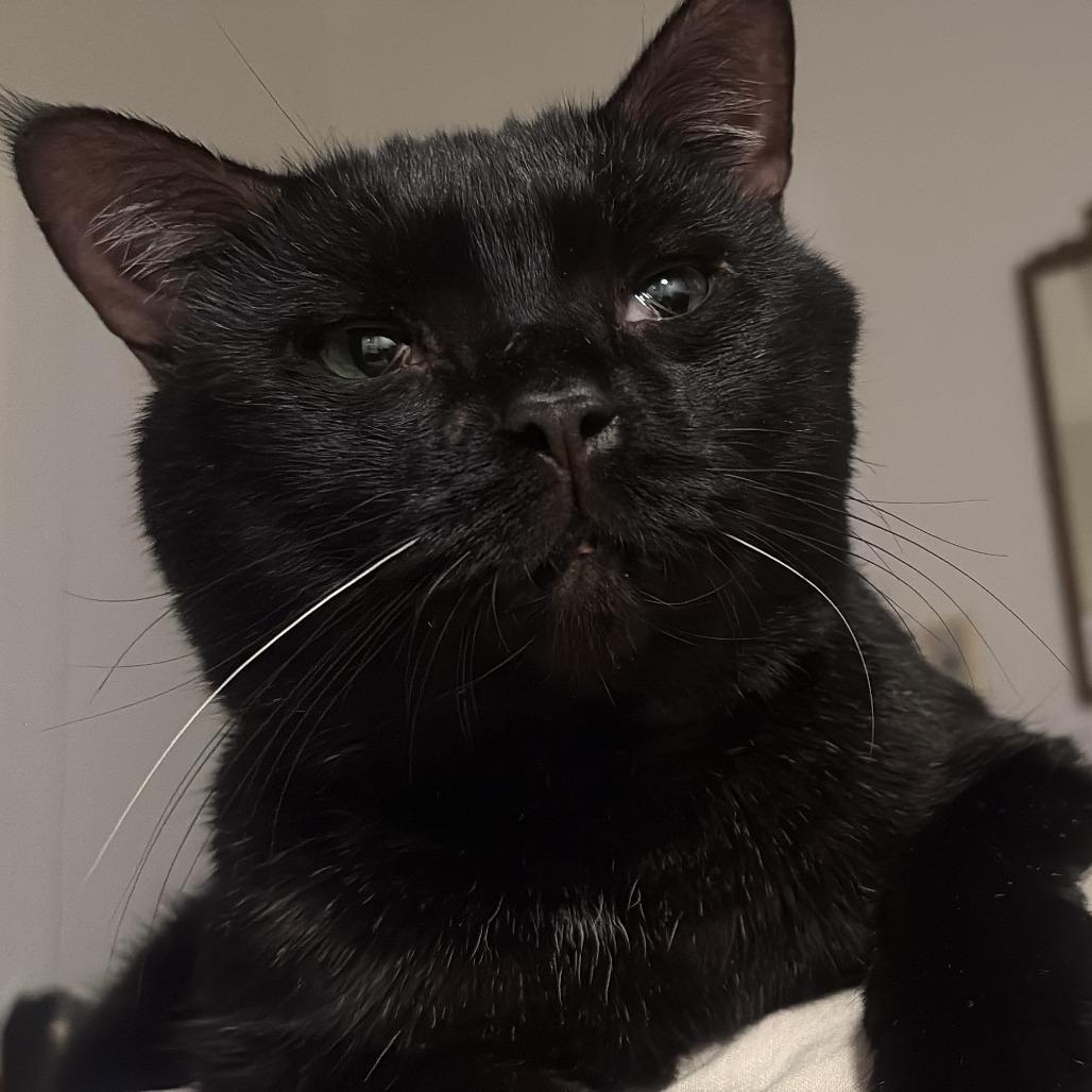 Enlarge Shane Hollander, a Adoptable Domestic Short Hair in New York, NY image 5/6