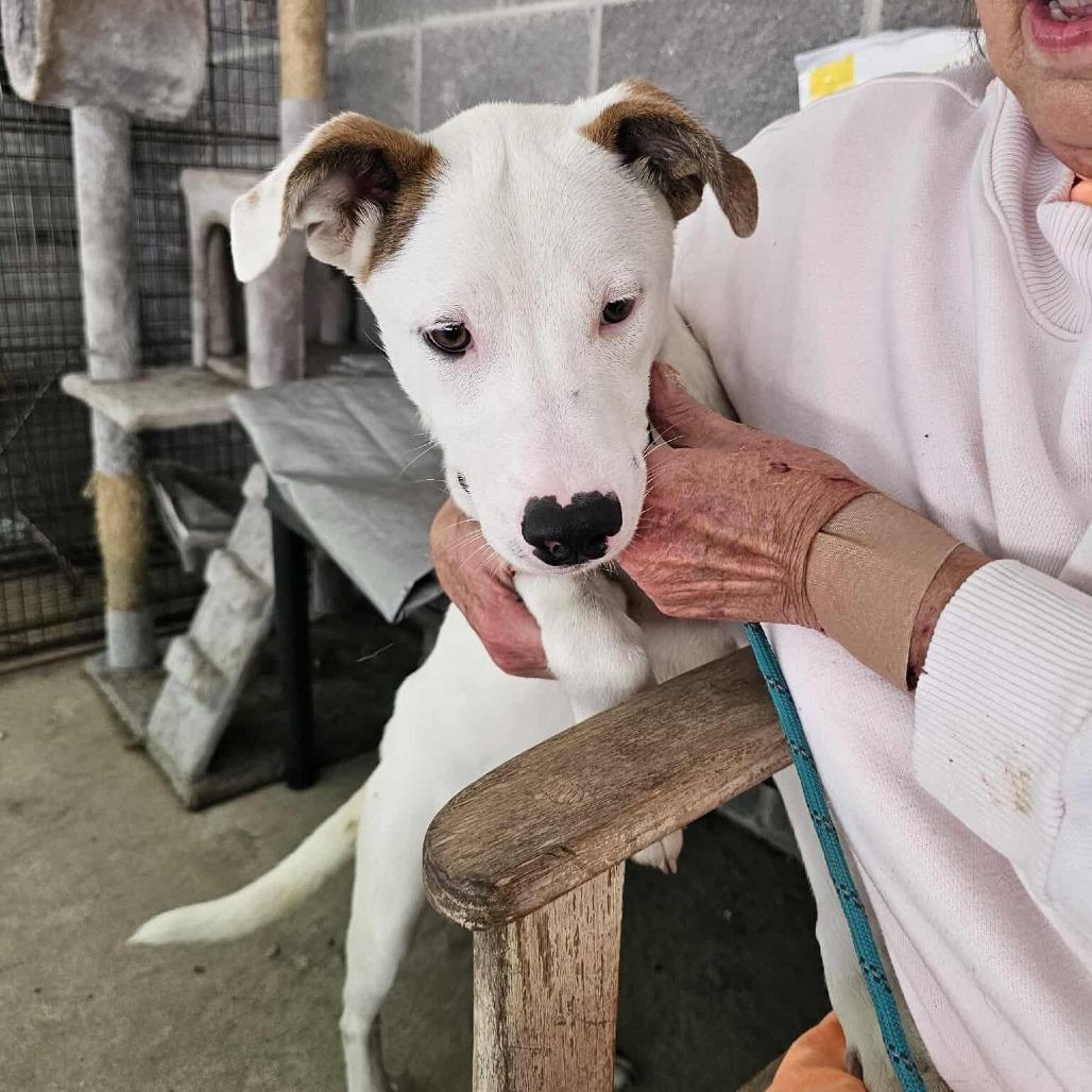 Daisy, a Adoptable mixed breed in Novelty, OH image 1/6