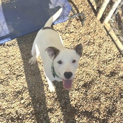 Daisy, a Adoptable mixed breed in Novelty, OH image 2/6