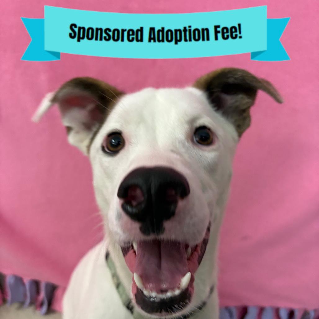 Daisy, a Adoptable mixed breed in Novelty, OH image 3/6