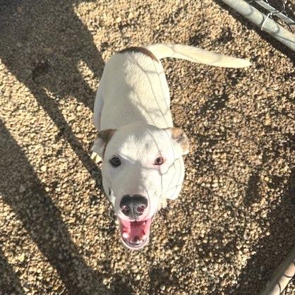 Daisy, a Adoptable mixed breed in Novelty, OH image 4/6