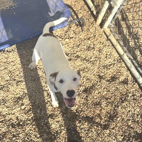 Daisy, a Adoptable mixed breed in Novelty, OH image 5/6