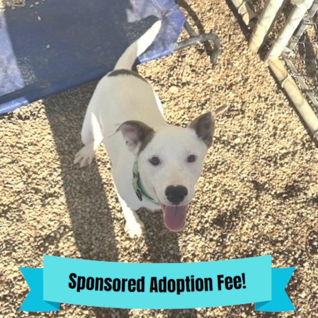 Daisy, a Adoptable mixed breed in Novelty, OH image 6/6