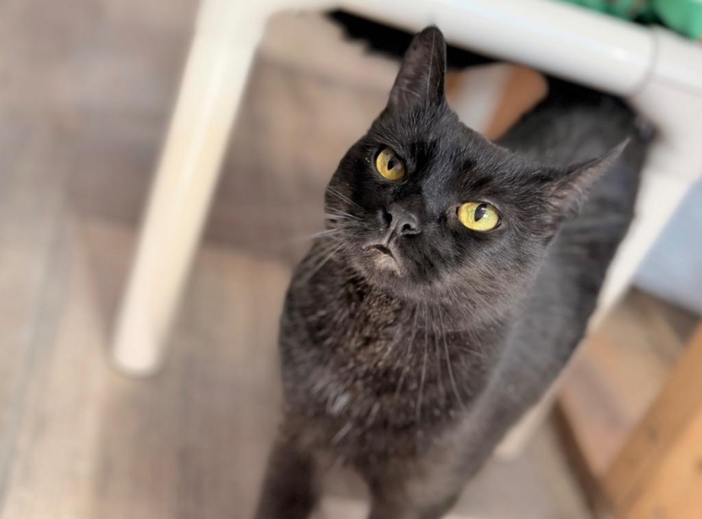 Enlarge Gypsy, a Adoptable mixed breed in Peru, NY image 1/2